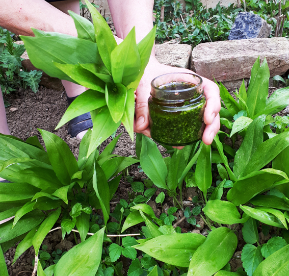 Brlauchpesto aus den Malerwinkl Krtergarten 